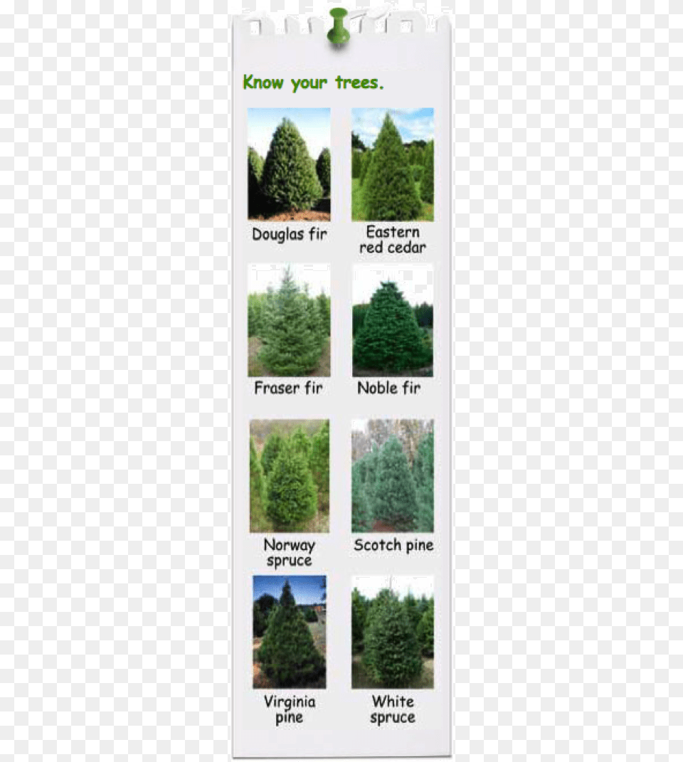 Know Your Trees Eastern Red Cedar Tree, Conifer, Fir, Pine, Plant Free Png