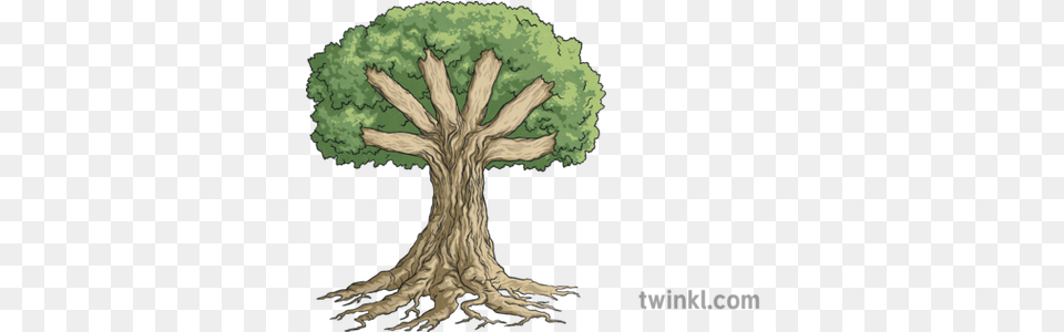 Knowledge Tree Roots Trunk And Branches Display Nature Plant Oak, Cross, Symbol, Root, Art Png Image