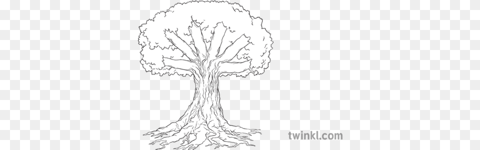 Knowledge Tree Roots Trunk And Branches Display Nature Plant Sketch, Art, Drawing, Adult, Bride Free Png Download