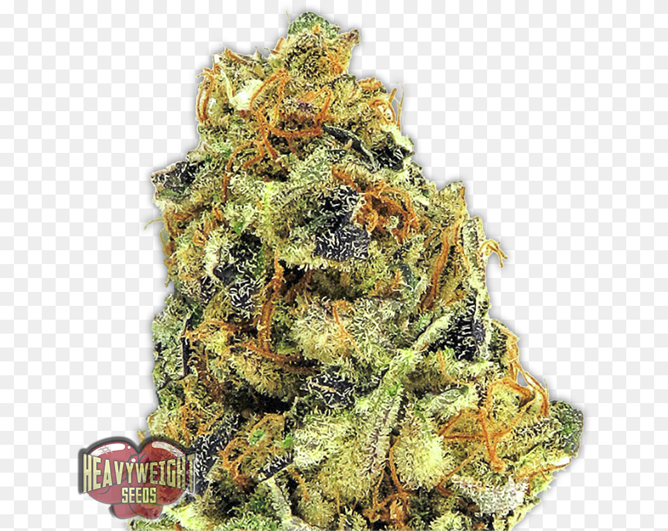 Ko Kush Ko Kush Strain, Plant, Weed Free Png Download