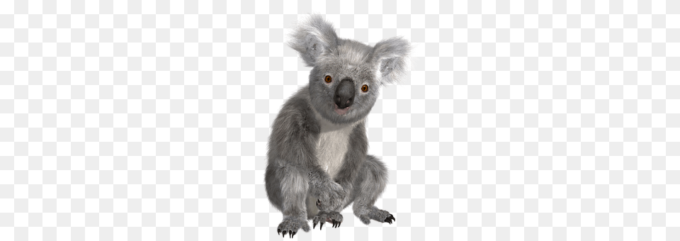 Koala Animal, Wildlife, Mammal, Bird Free Png Download
