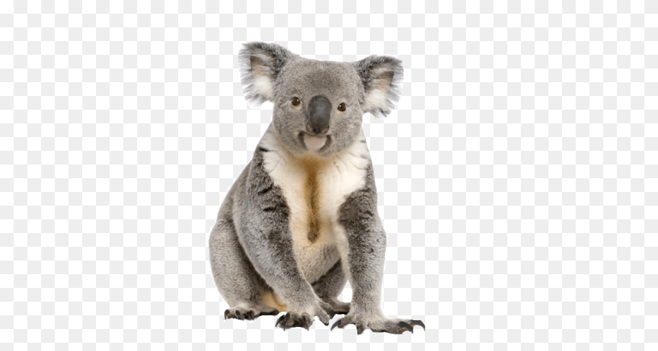 Koala, Animal, Bear, Mammal, Wildlife Png