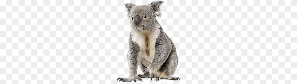 Koala, Animal, Mammal, Wildlife, Kangaroo Free Png Download