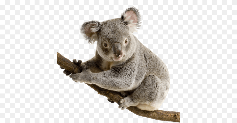 Koala, Animal, Bear, Mammal, Wildlife Png