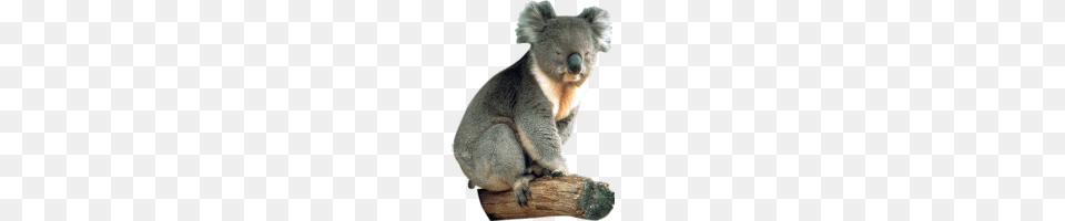 Koala, Animal, Mammal, Rat, Rodent Png Image