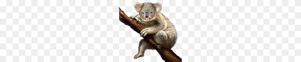 Koala, Animal, Mammal, Wildlife, Bear Free Png