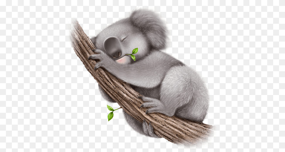 Koala, Animal, Bear, Mammal, Wildlife Free Png