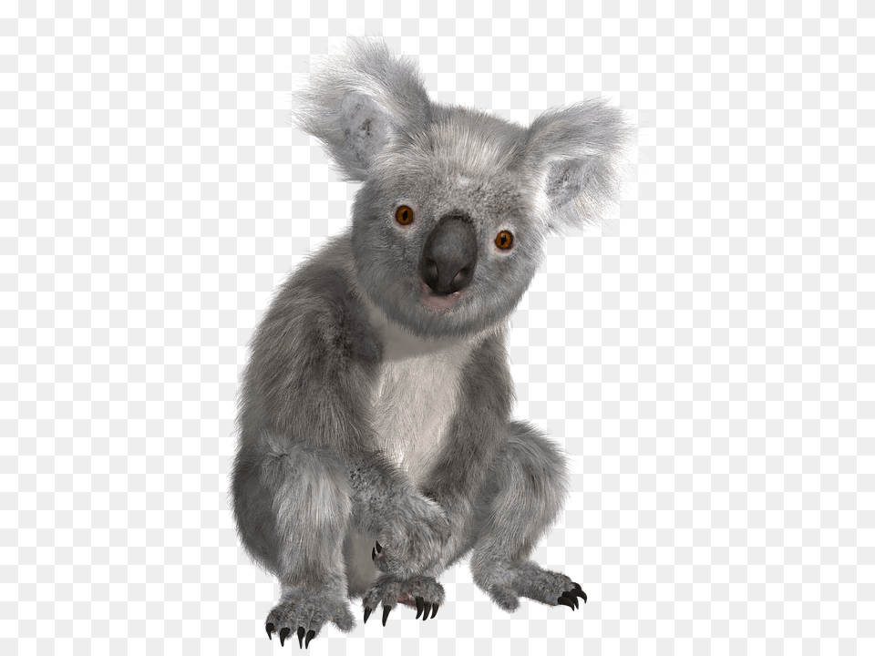 Koala, Animal, Wildlife, Mammal, Bear Png
