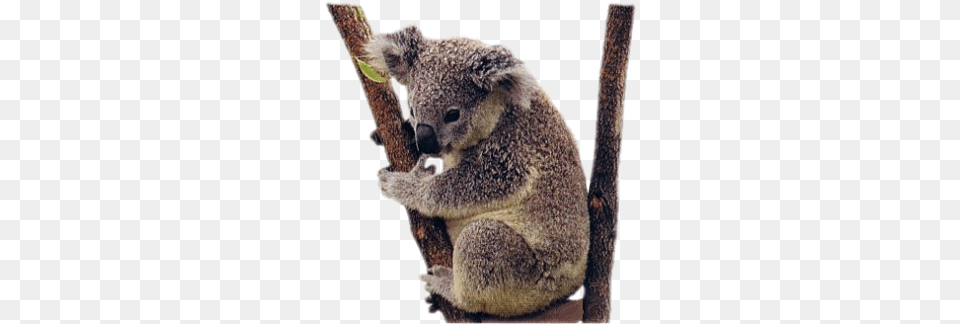 Koala, Animal, Mammal, Rat, Rodent Free Png Download