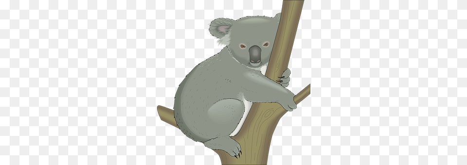 Koala Animal, Mammal, Wildlife, Appliance Png