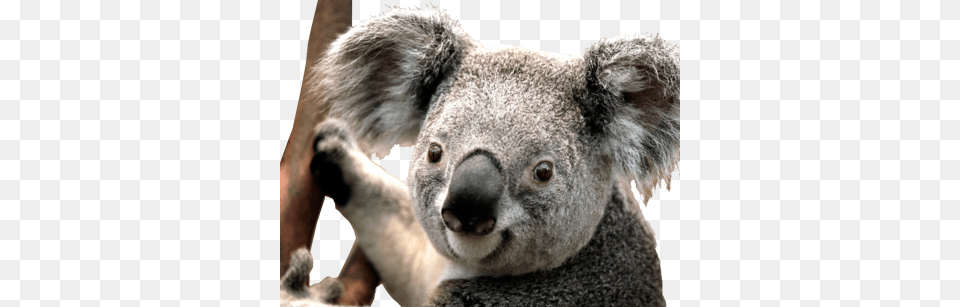 Koala, Animal, Bear, Mammal, Wildlife Png Image