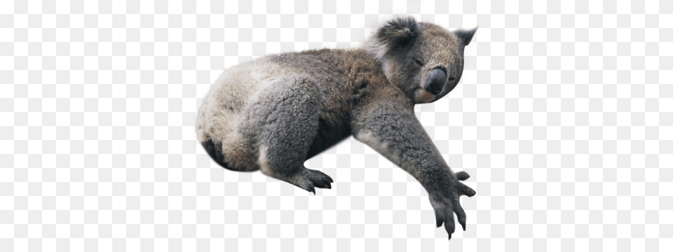 Koala, Animal, Bear, Mammal, Wildlife Free Png Download