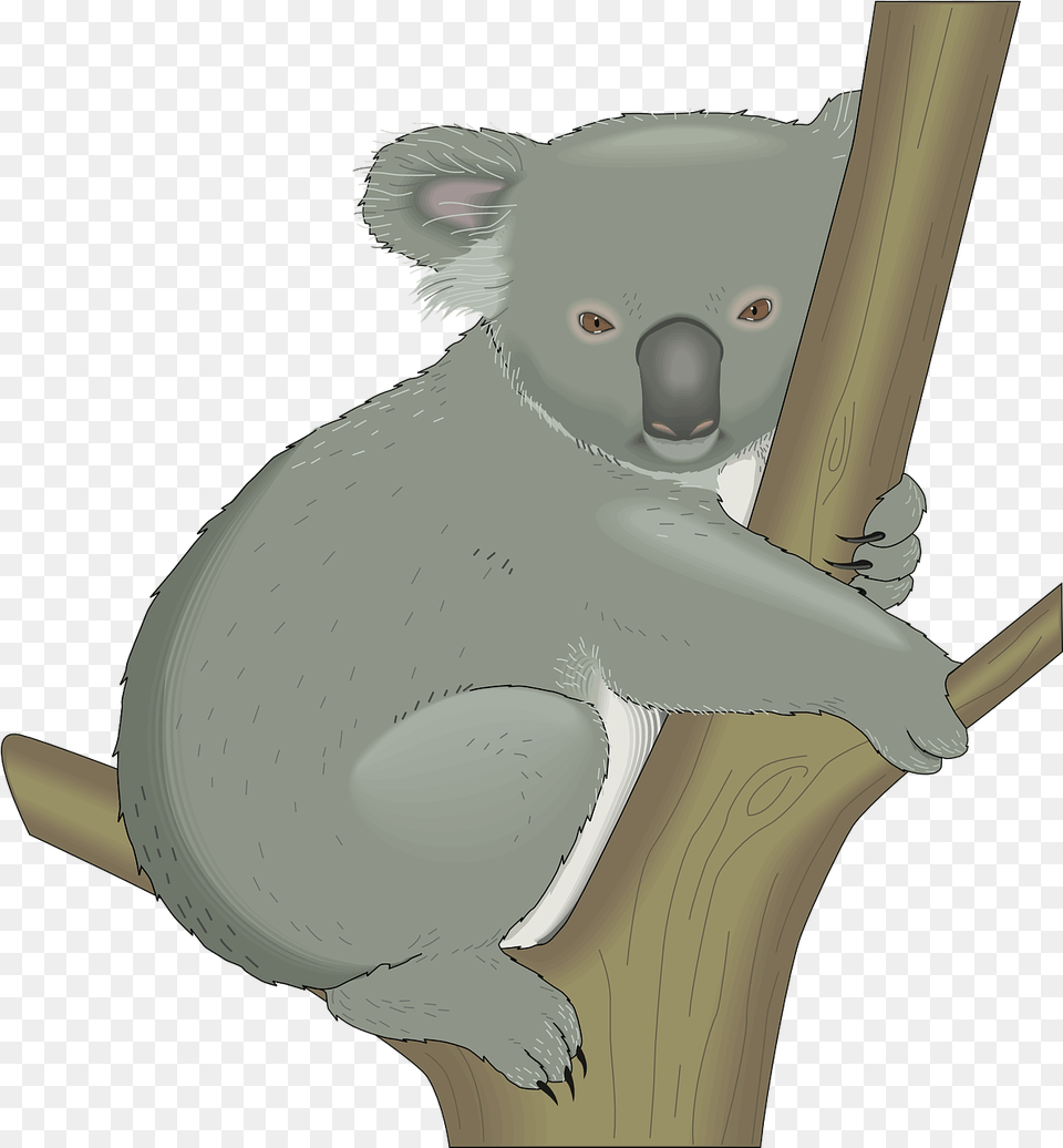 Koala Australia Tree Koala In A Tree Clipart, Animal, Mammal, Wildlife, Baby Png Image