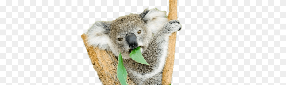Koala Bear Eating Eucalyptus, Animal, Mammal, Wildlife Free Transparent Png