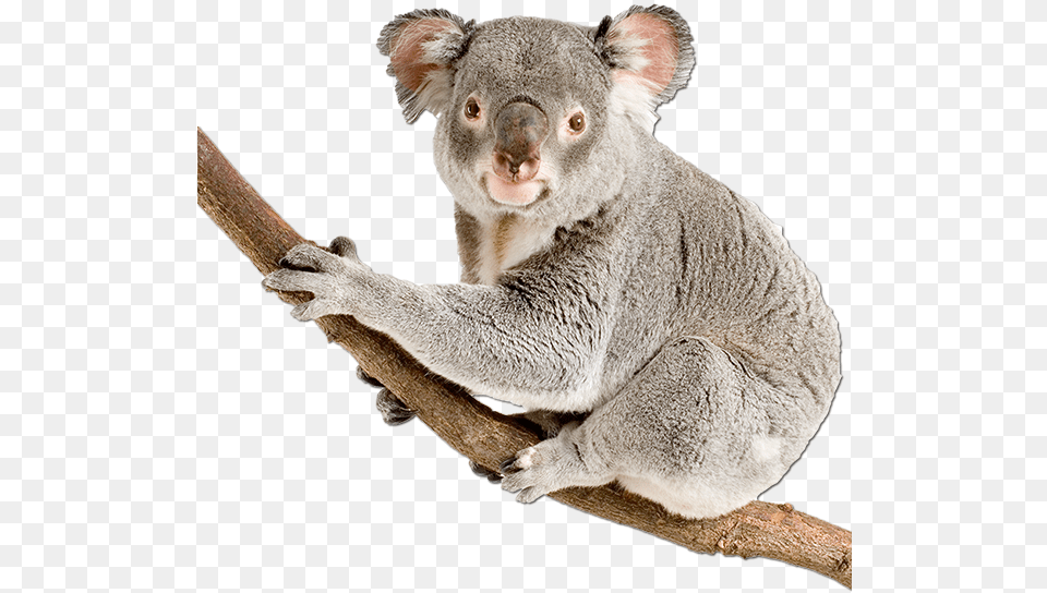 Koala Bear Happy Birthday Download, Animal, Mammal, Wildlife Png