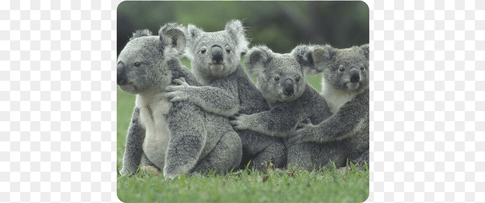 Koala Bear Rectangle Mousepad Koala High On Eucalyptus, Animal, Mammal, Wildlife Free Png