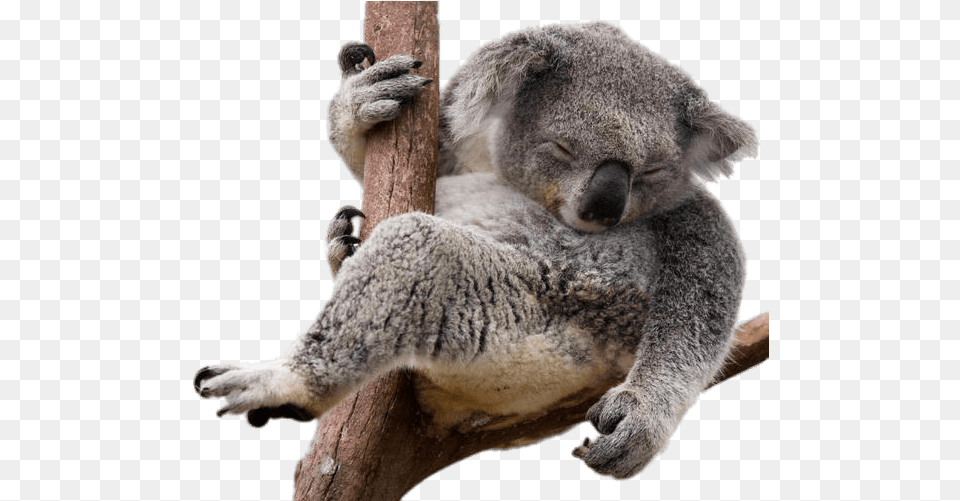 Koala Bear Sloth Koala, Animal, Mammal, Wildlife, Bird Png Image