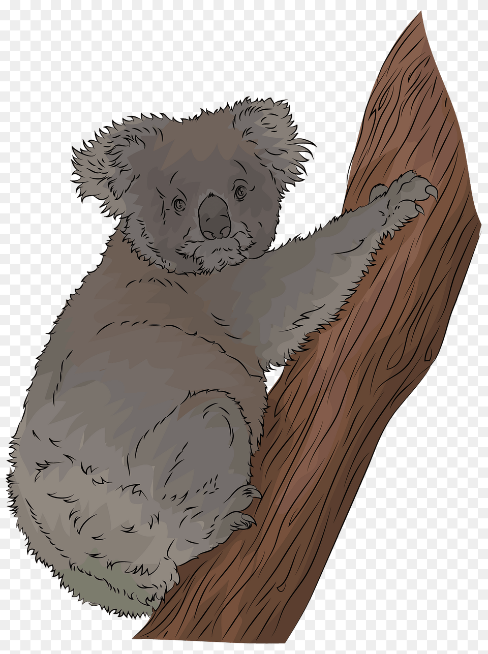 Koala Clipart, Animal, Mammal, Wildlife Free Transparent Png