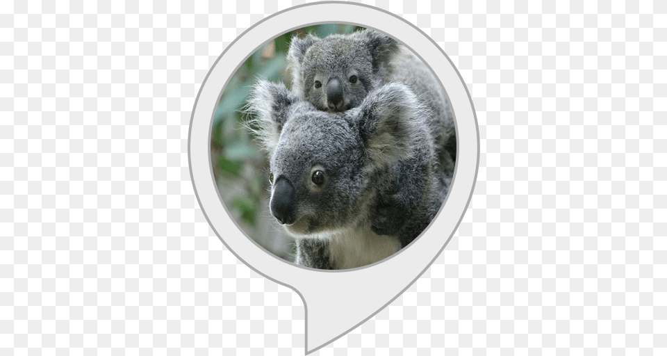 Koala Facts Body Soul And Spirit, Animal, Bear, Mammal, Wildlife Free Transparent Png