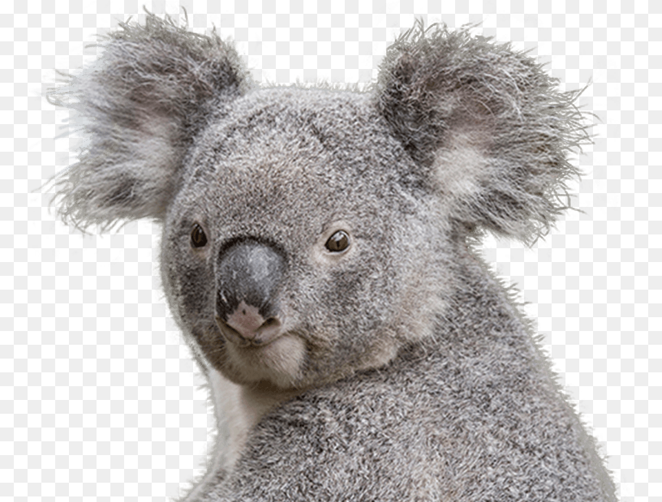 Koala Featured Min Koala, Animal, Bear, Mammal, Wildlife Png