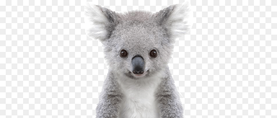 Koala Free Pic Baby Animal Prints Free, Mammal, Wildlife, Bear Png