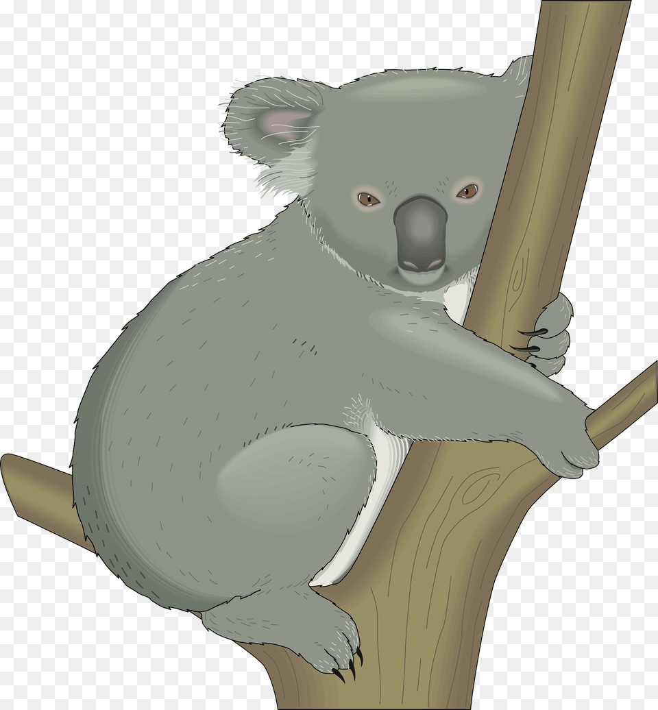 Koala Hugging Tree Clipart, Animal, Mammal, Wildlife, Fish Free Png Download