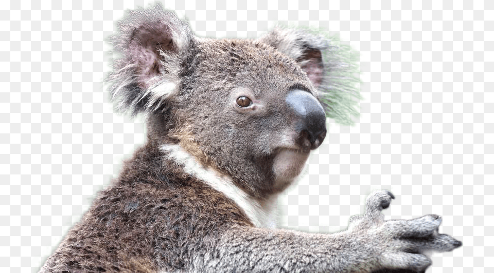 Koala Image Animales En Extincion 2017, Animal, Mammal, Wildlife, Bear Png