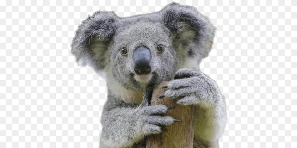Koala Ausgestorben Koala, Animal, Bear, Mammal, Wildlife Png Image