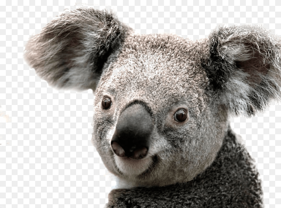 Koala Image Background Transparent Background Koala, Animal, Mammal, Wildlife, Canine Free Png