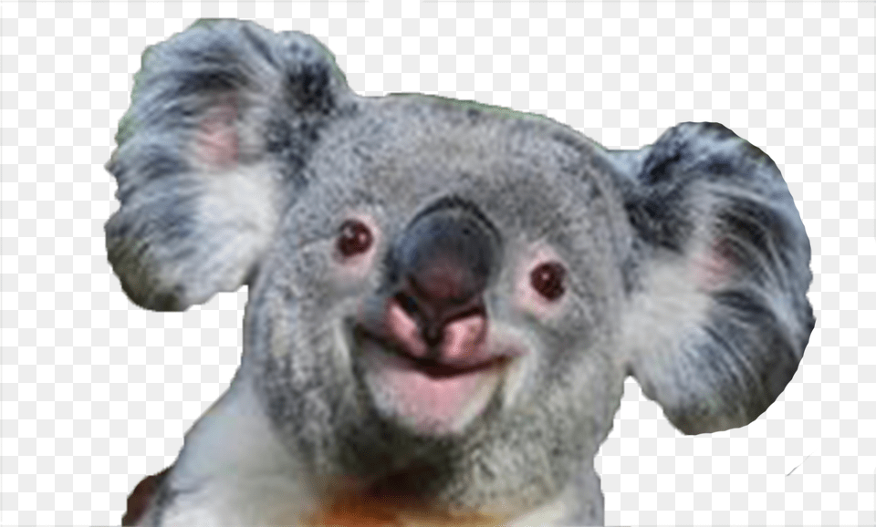 Koala Koala Smile, Animal, Mammal, Wildlife, Rat Free Png