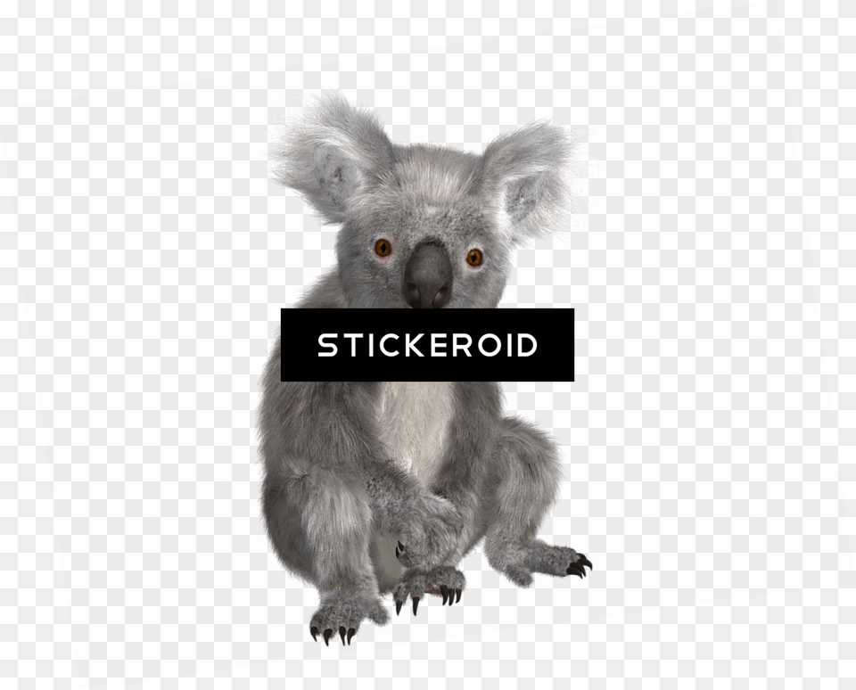 Koala Notebook Koala Book, Animal, Mammal, Wildlife Free Png