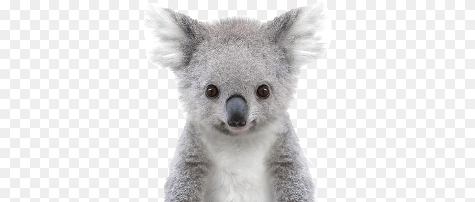 Koala Pic Baby Koala Black And White, Animal, Mammal, Wildlife, Bear Free Png Download