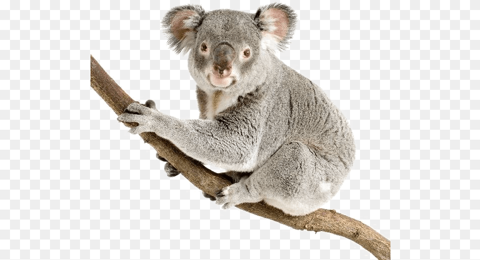 Koala Pic Koalas Transparent, Animal, Mammal, Wildlife, Bear Png Image