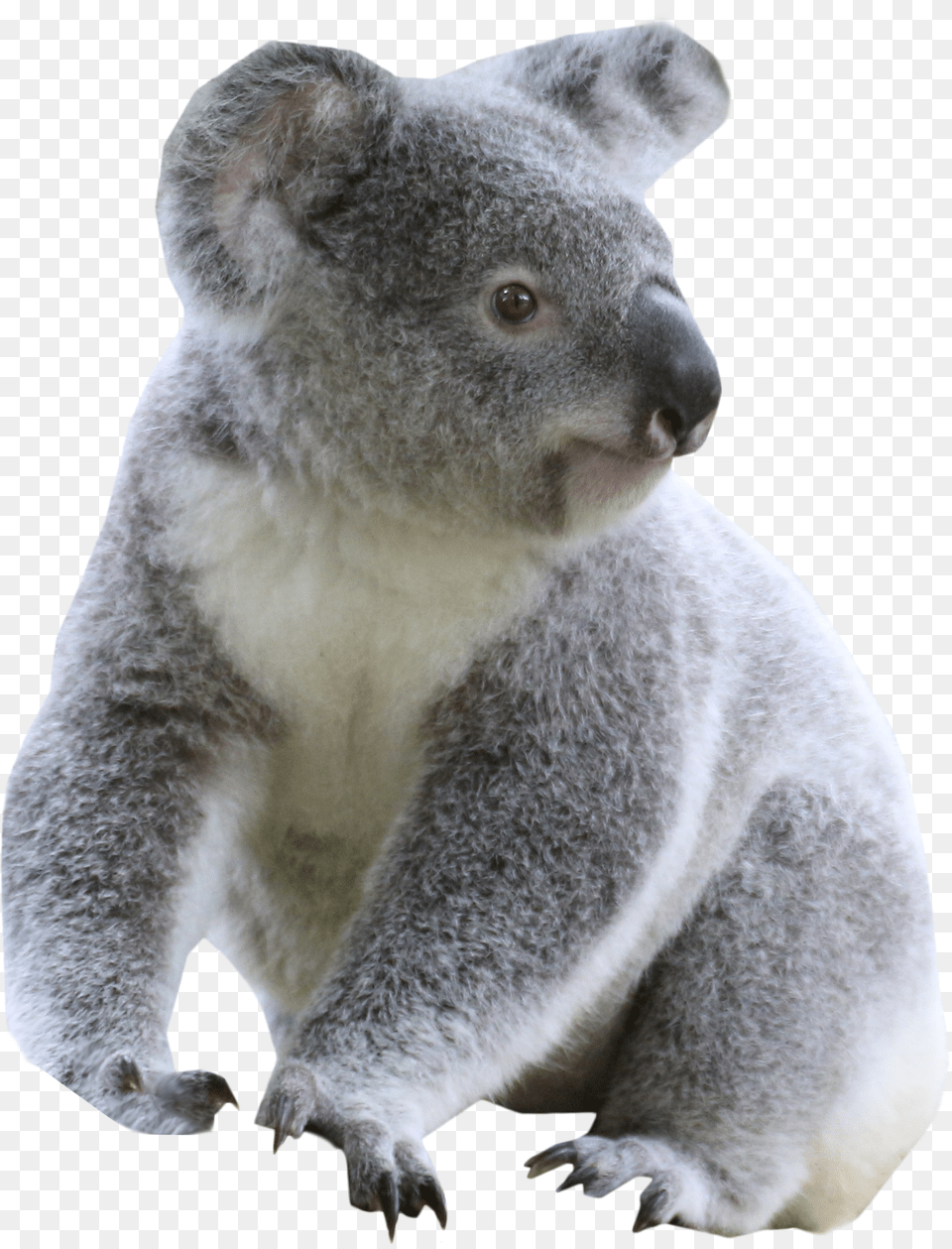 Koala Transparent Free Png