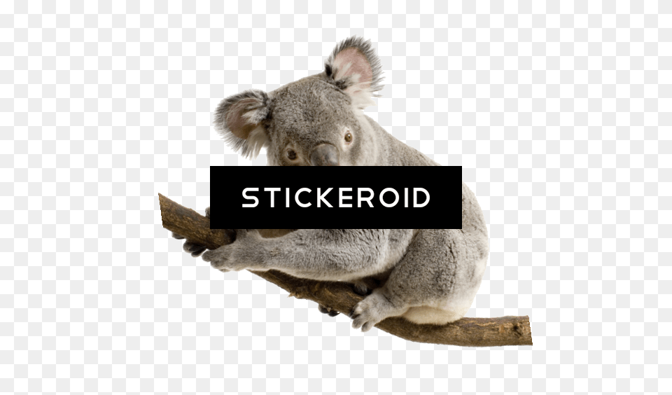 Koala Transparent Background Download Koala White Background, Animal, Mammal, Wildlife, Bear Png Image