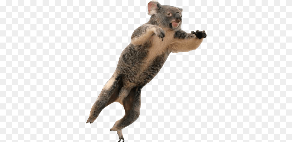 Koala Transparent Clipart Boar, Animal, Mammal, Wildlife, Kangaroo Free Png