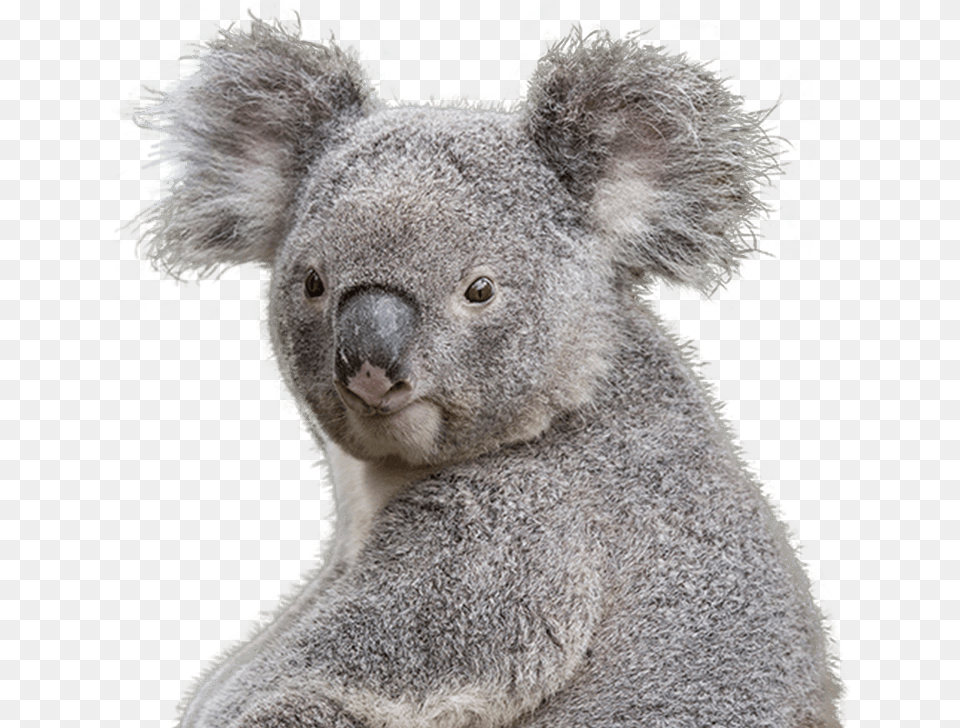 Koala Transparent Clipart Koala, Animal, Bear, Mammal, Wildlife Free Png