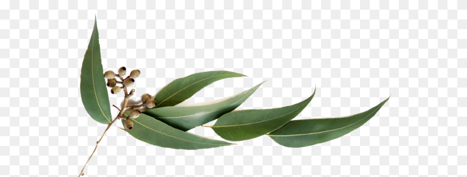 Koalas, Leaf, Plant, Tree Png