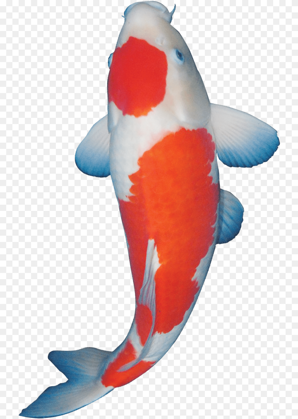 Koi, Animal, Fish, Sea Life, Carp Free Png Download