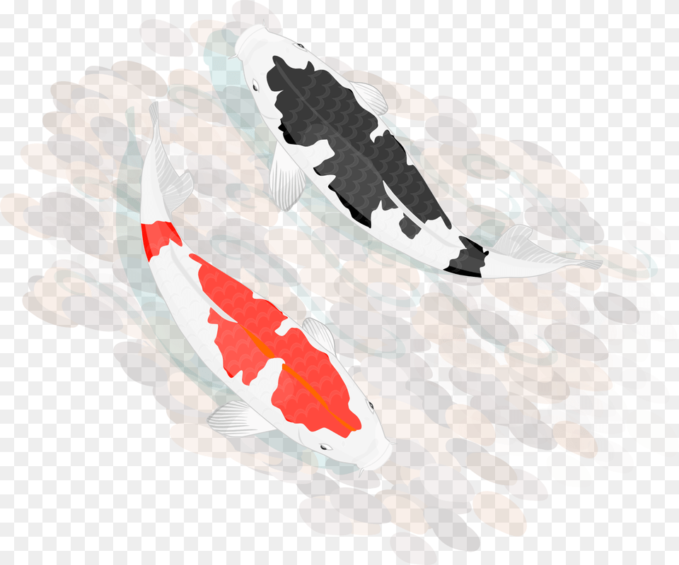 Koi Carp Clipart Transparent Koi Fish Japanese, Animal, Sea Life, Dynamite, Weapon Png Image