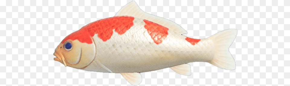 Koi Carpe Koi Animal Crossing New Horizon, Fish, Sea Life, Carp Free Png Download