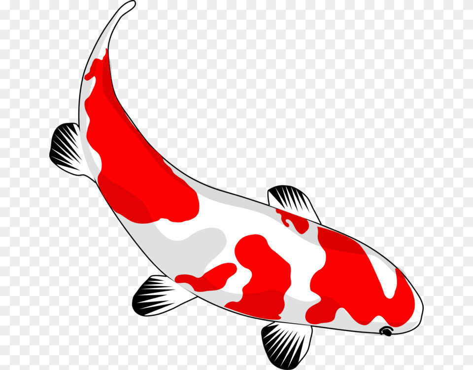 Koi Drawing Carp Fish Pond, Animal, Sea Life, Food, Ketchup Free Png
