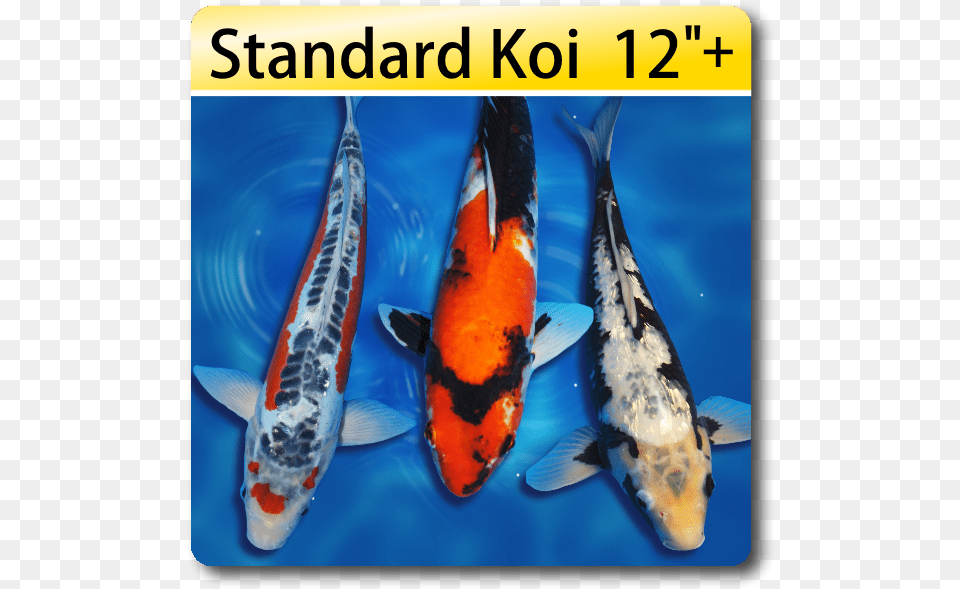 Koi Fish, Animal, Sea Life, Carp, Water Png Image