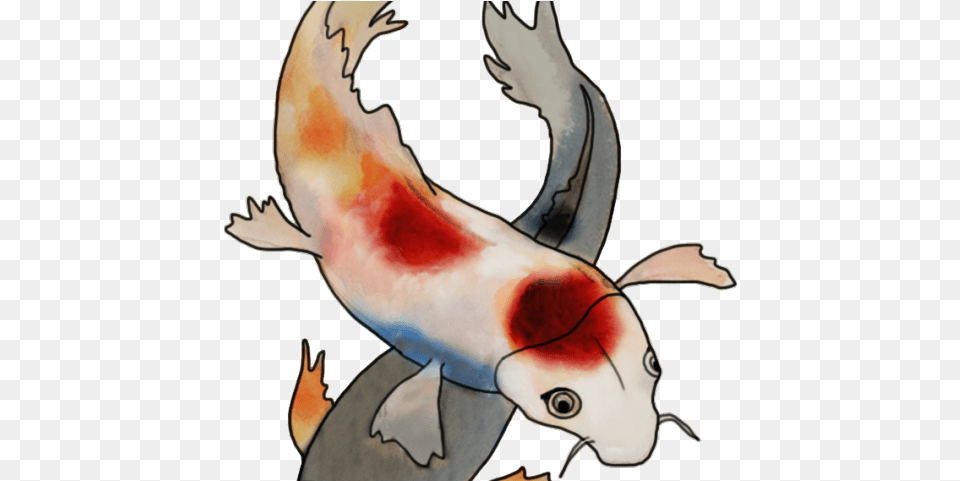 Koi Fish Clipart Cool Cartoon, Animal, Carp, Sea Life, Person Free Transparent Png