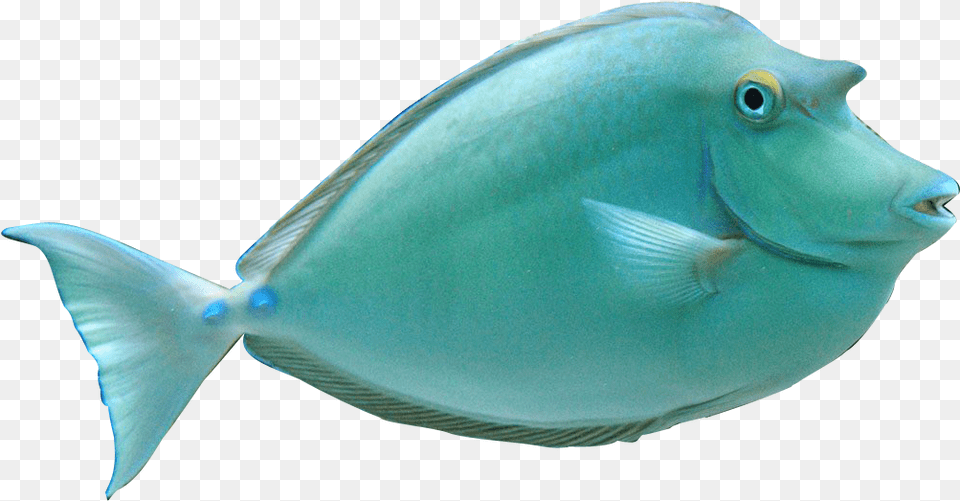 Koi Fish Clipart Croy Realistic Ocean Fish Clipart, Animal, Sea Life, Surgeonfish Png
