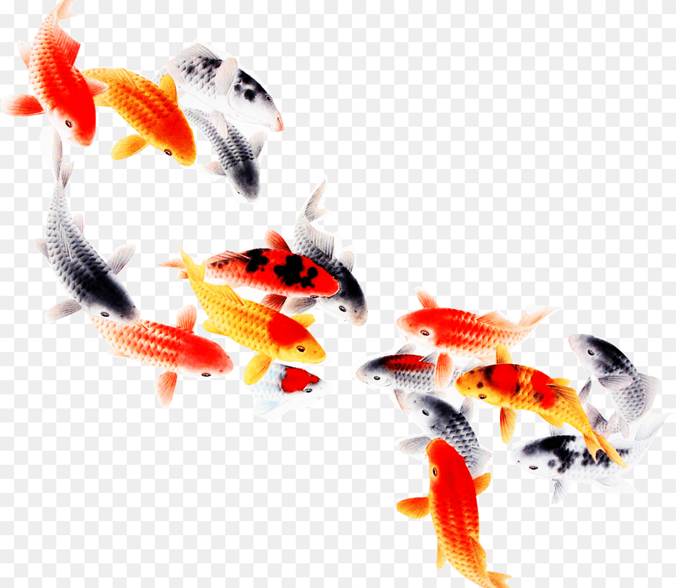 Koi Fish Computer File Transparent Background Koi Fish, Animal, Sea Life, Goldfish Free Png Download