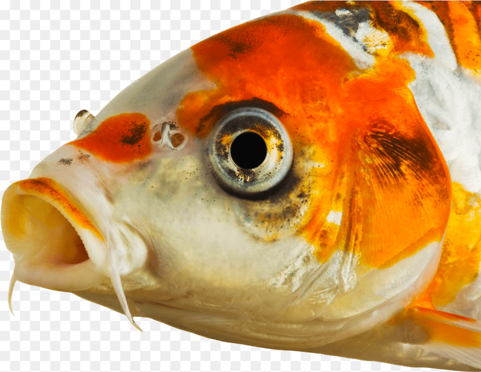 Koi Fish Eyes Eyes Of Koi Fish, Animal, Sea Life Png Image