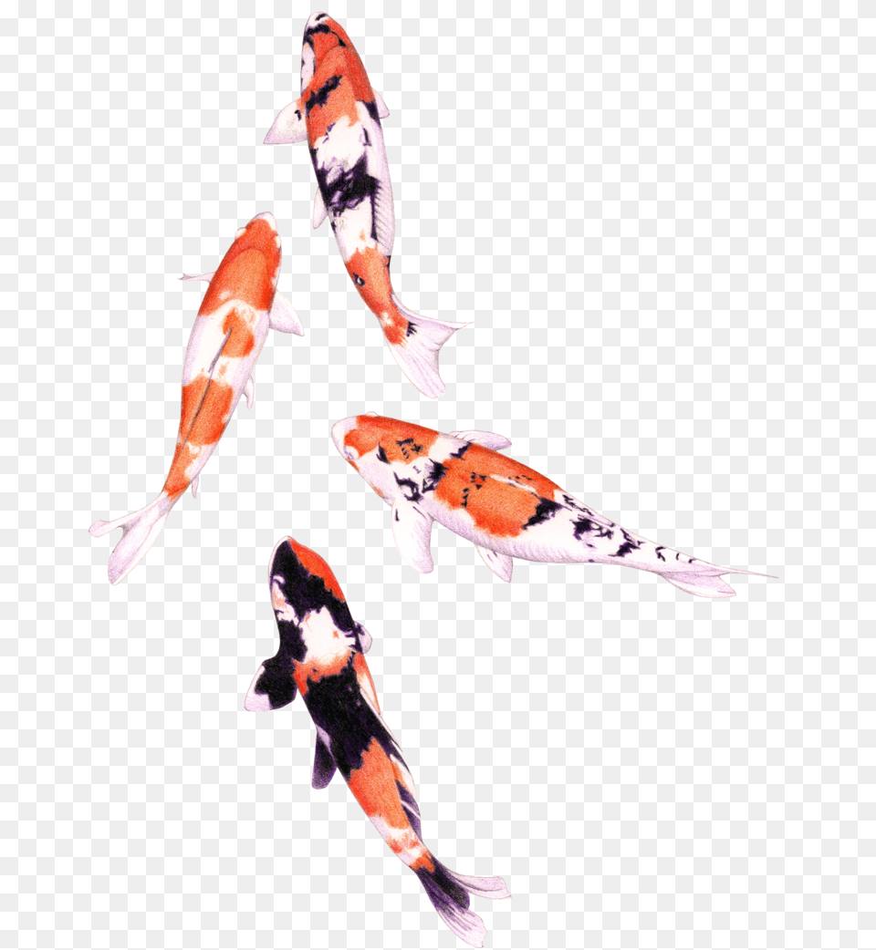 Koi Fish Graphic Royalty Stock Colored Pencil Koi Fish, Animal, Sea Life, Carp Free Png