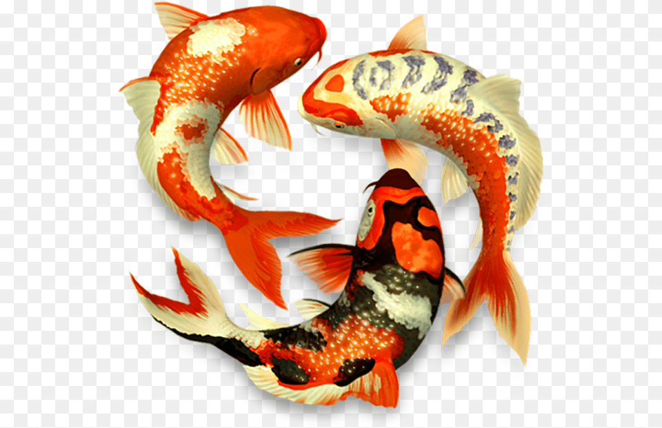 Koi Fish Koi Fish 3d, Animal, Sea Life, Carp Free Png