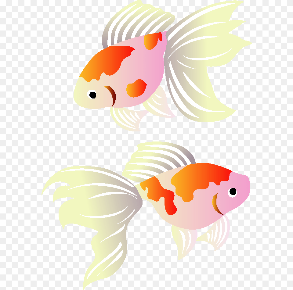 Koi Greeting Illustration Cards Goldfish Post, Animal, Fish, Sea Life Free Png Download